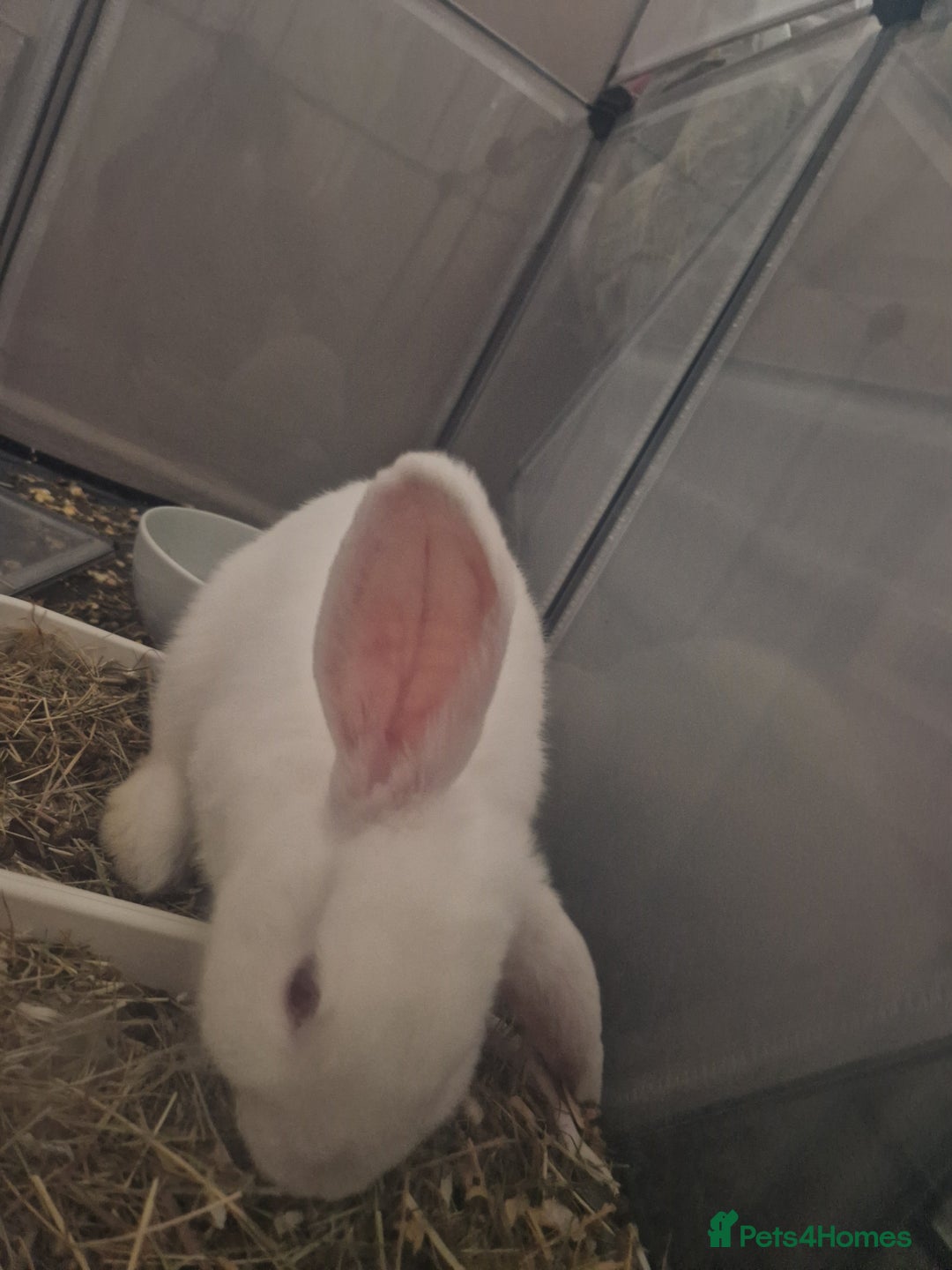 New Zealand rabbits for sale: New Zealand white rabbit  - Image 1