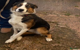 Border Collie dogs for sale: Beautiful Male Border Collie - Image 4