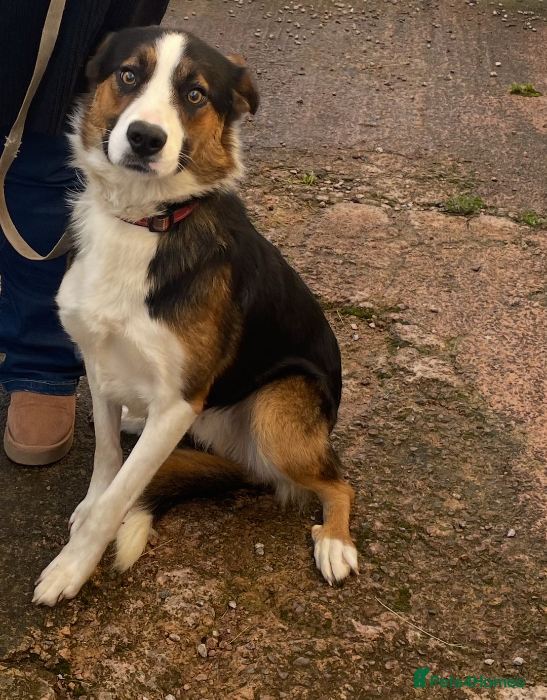 Border Collie dogs for sale: Beautiful Male Border Collie - Image 4