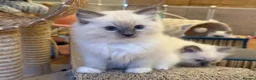 Ragdoll cats for sale: GCCF Registered Ragdoll Kittens - Advert 4
