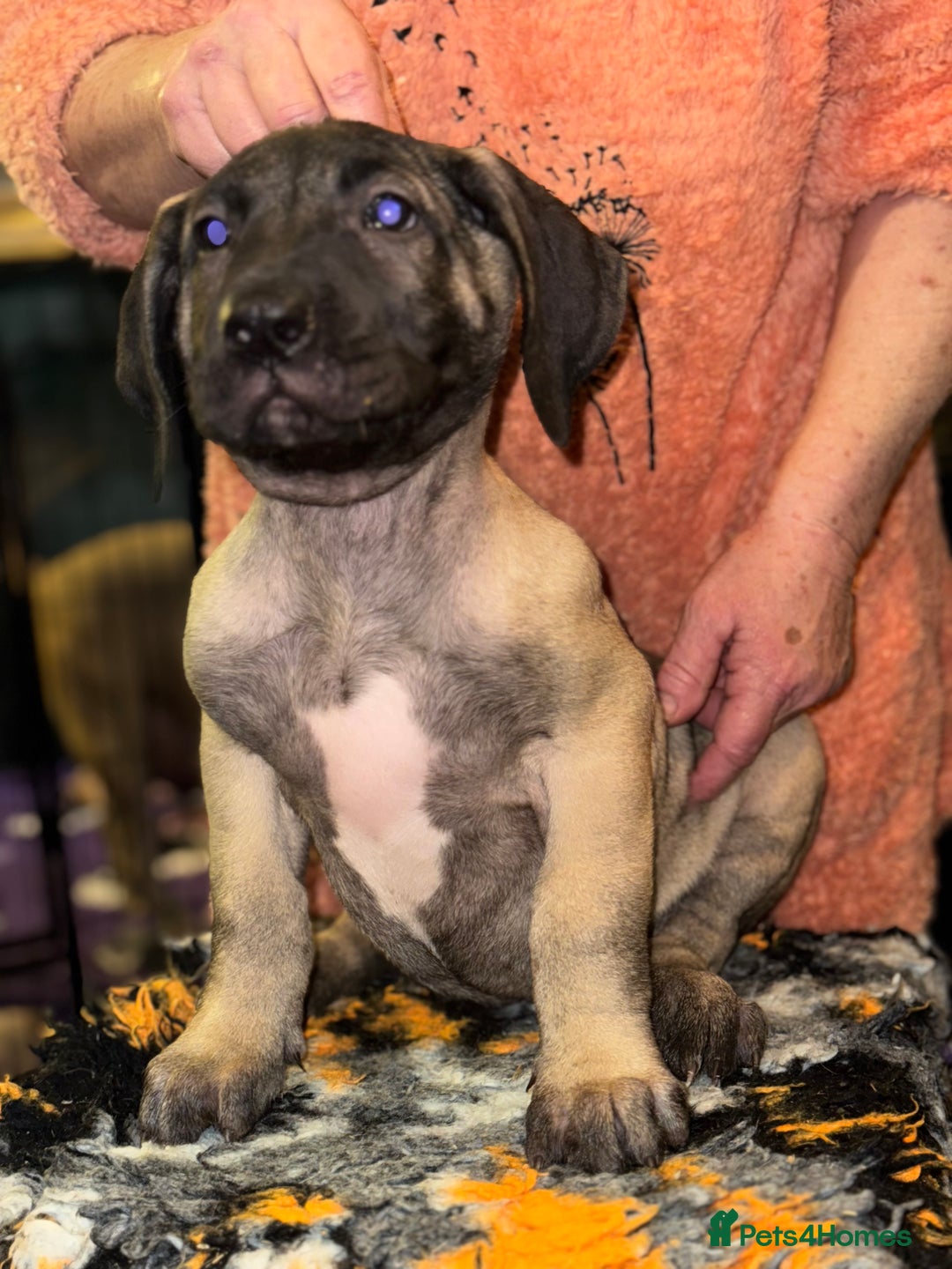 Presa Canario dogs for sale: Presa Canario pups  - Advert 5