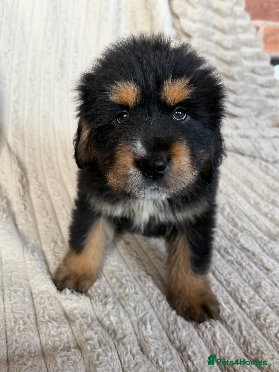 Tibetan Mastiff dogs for sale: Ready now: Outstanding Tibetan Mastiff Puppies - Advert 9