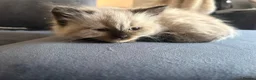 Ragdoll cats for sale: Beautiful, fluffy ragdoll kittens  - Advert 7
