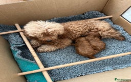 Toy Poodle dogs for sale: Toy Poodles - Image 8