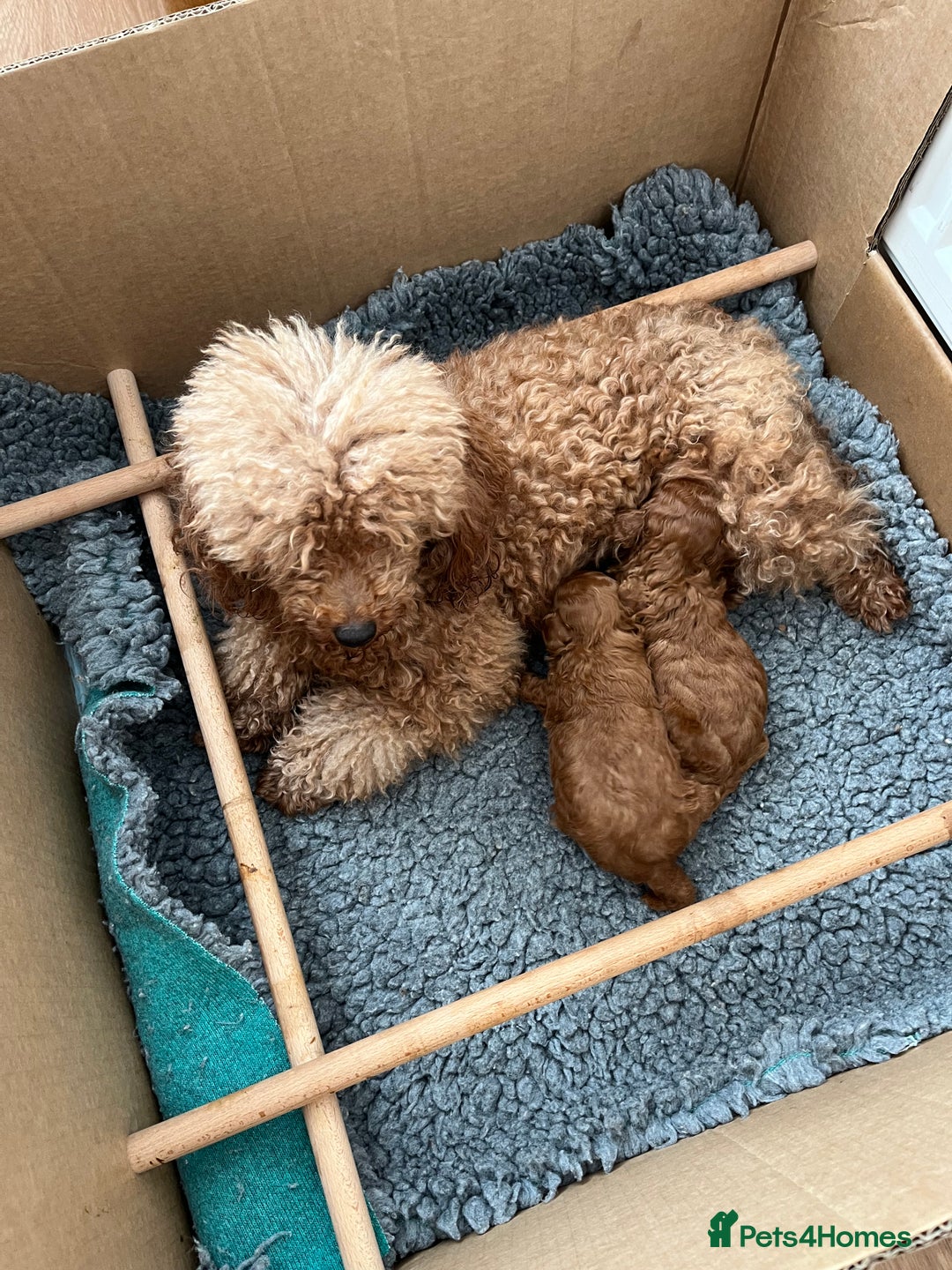 Toy Poodle dogs for sale: Toy Poodles - Image 8
