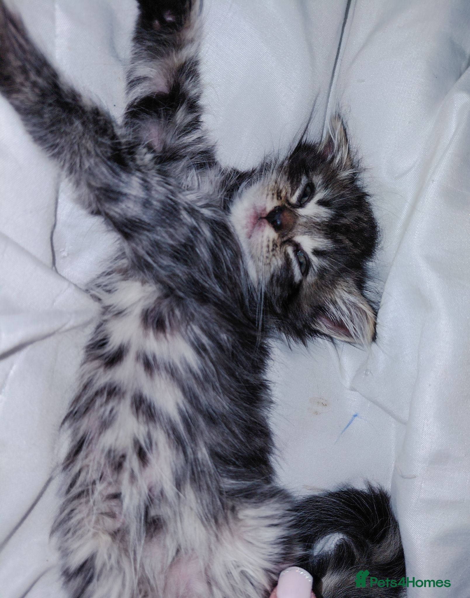 Mixed Breed cats mixed munchkins  - Advert 21