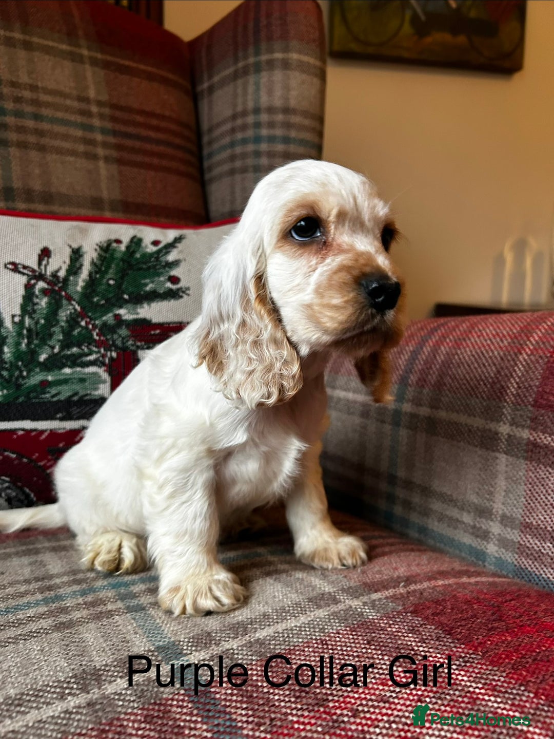 Cocker Spaniel dogs for sale: KC registered, health tested show type puppies - Advert 7