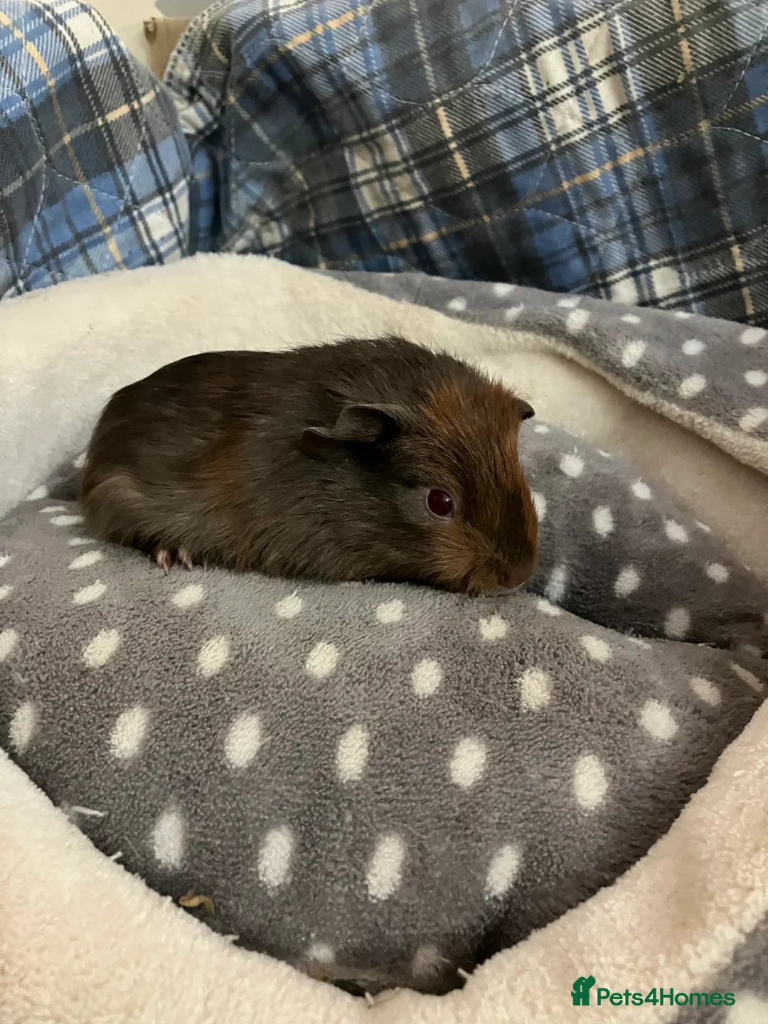 Guinea Pig rodents for sale: Lots of lovely baby boys  - Advert 10