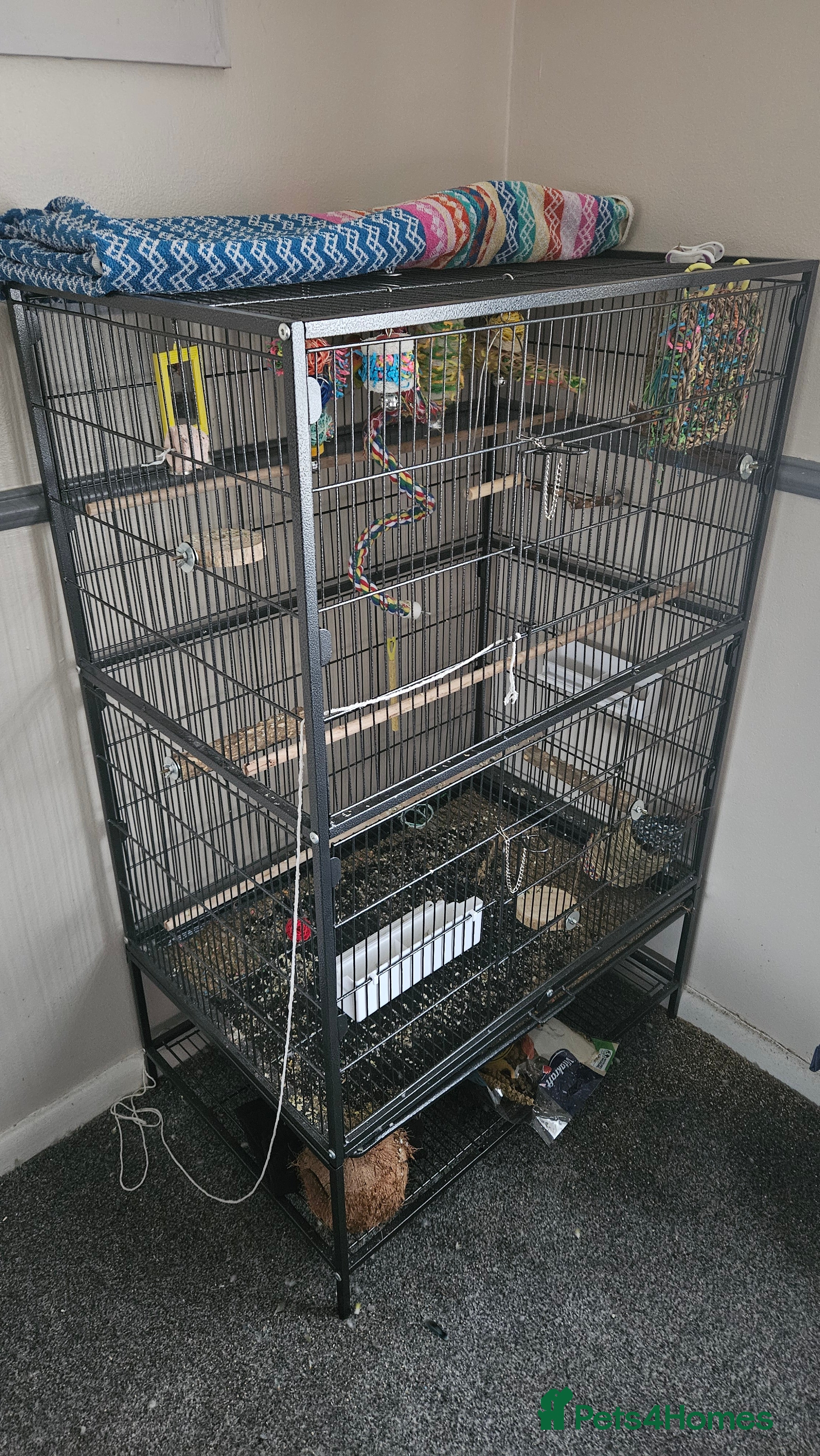 Lovebirds birds 2x lovebirds looking for a home. - Advert 1