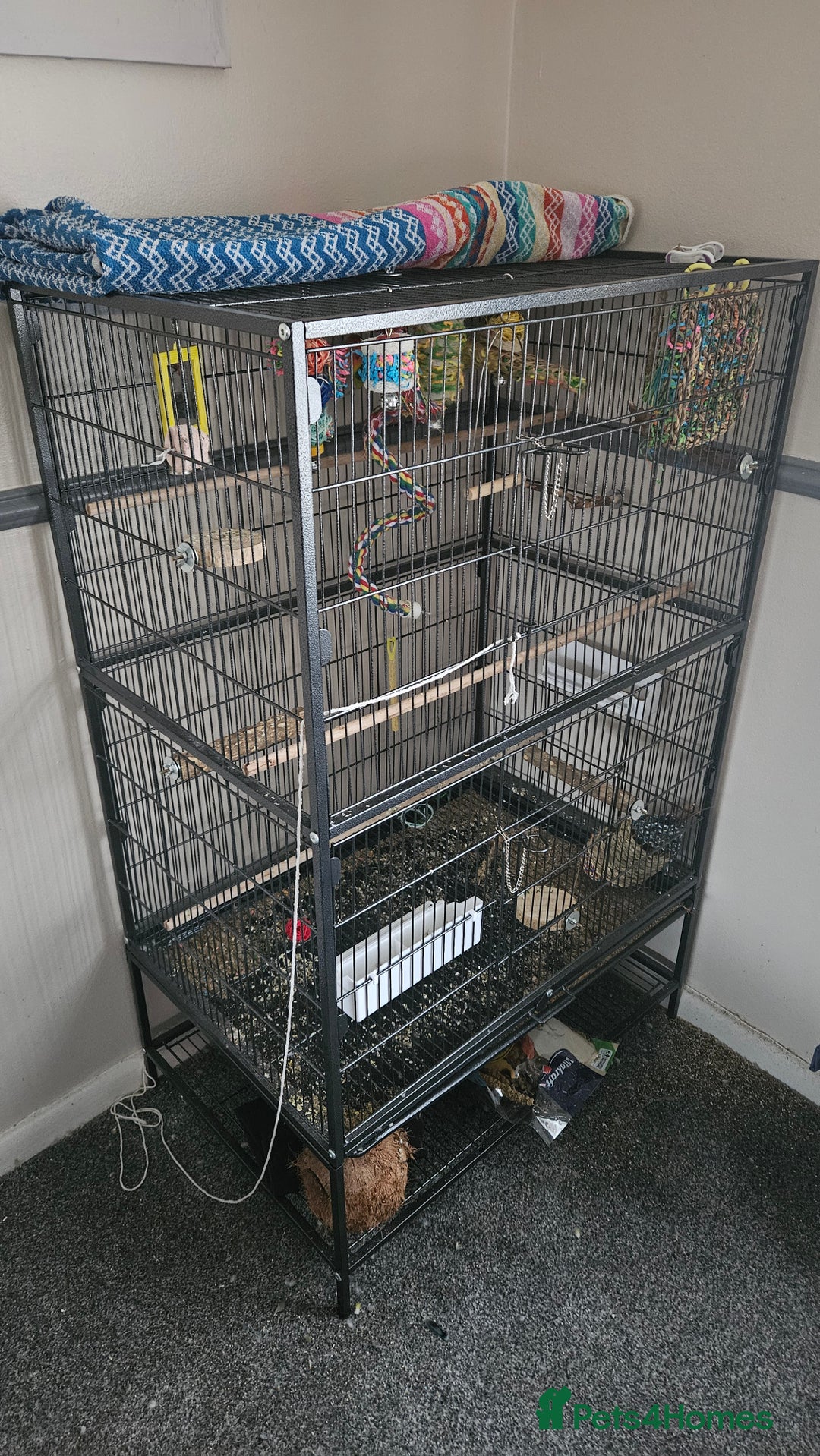 Lovebirds birds for sale: 2x lovebirds looking for a home. - Advert 1