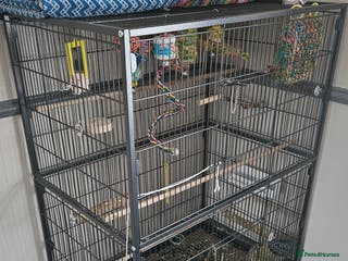 Lovebirds birds 2x lovebirds looking for a home. - Advert 1