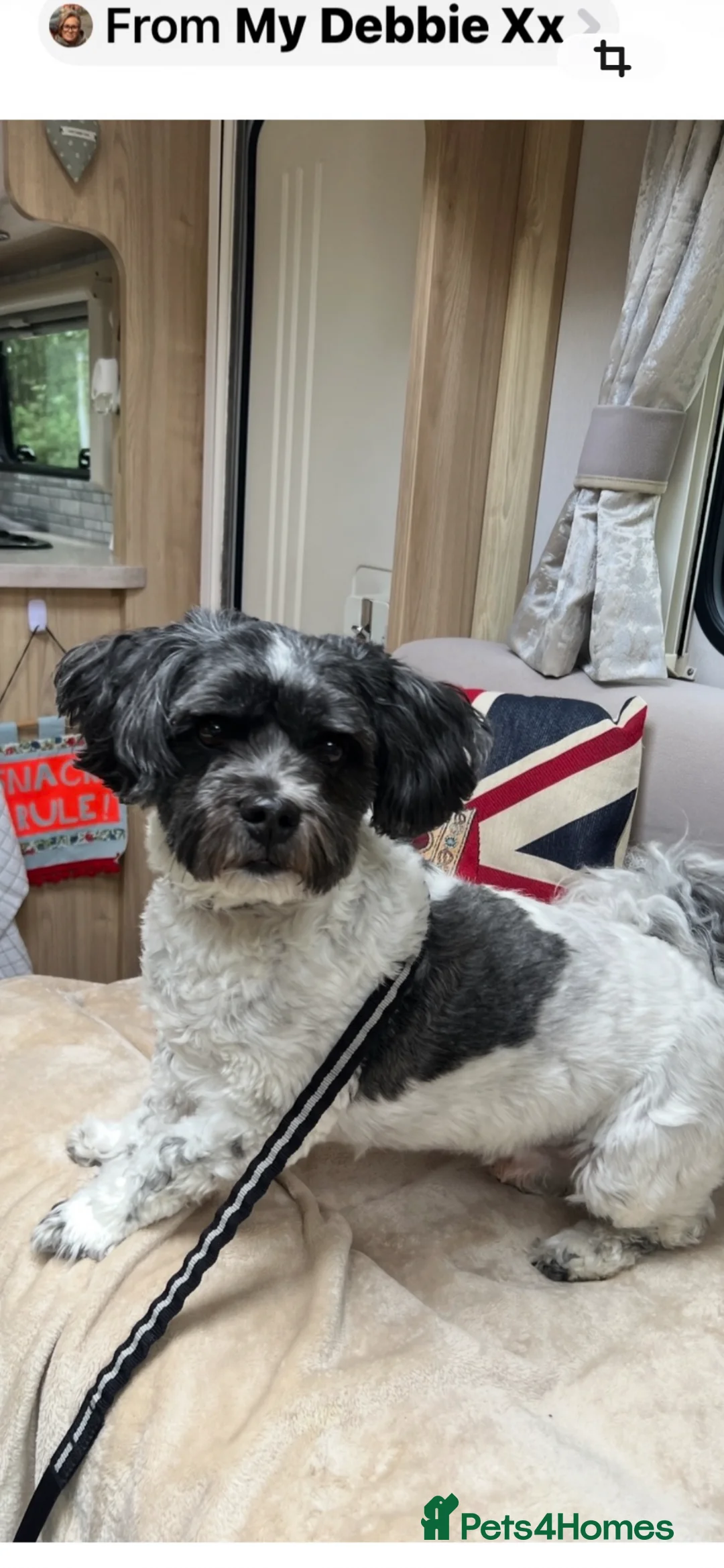 Zuchon dogs for sale: Ted a Zuchon for Rehoming  - Advert 2