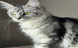 Maine Coon cats for sale: Stunning girl - Image 3