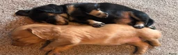 Miniature Dachshund dogs for sale: Beautiful miniature longhaired dachshund puppies - Advert 2