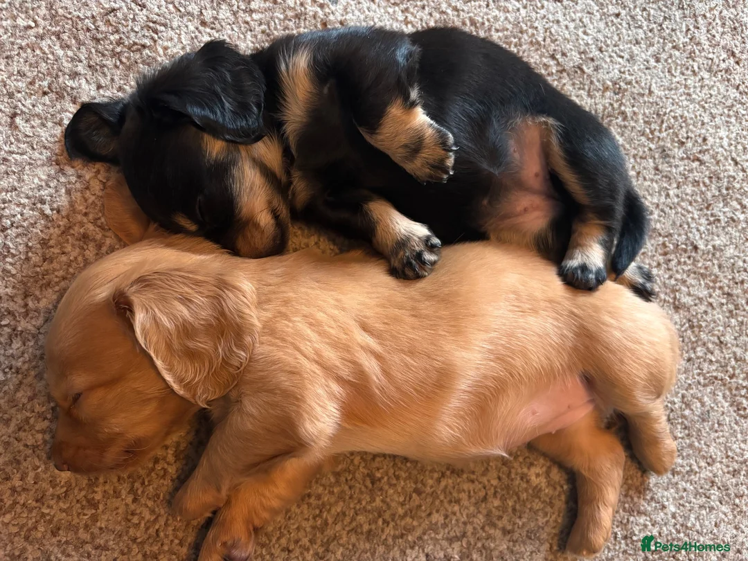 Miniature Dachshund dogs for sale: Beautiful miniature longhaired dachshund puppies - Advert 2
