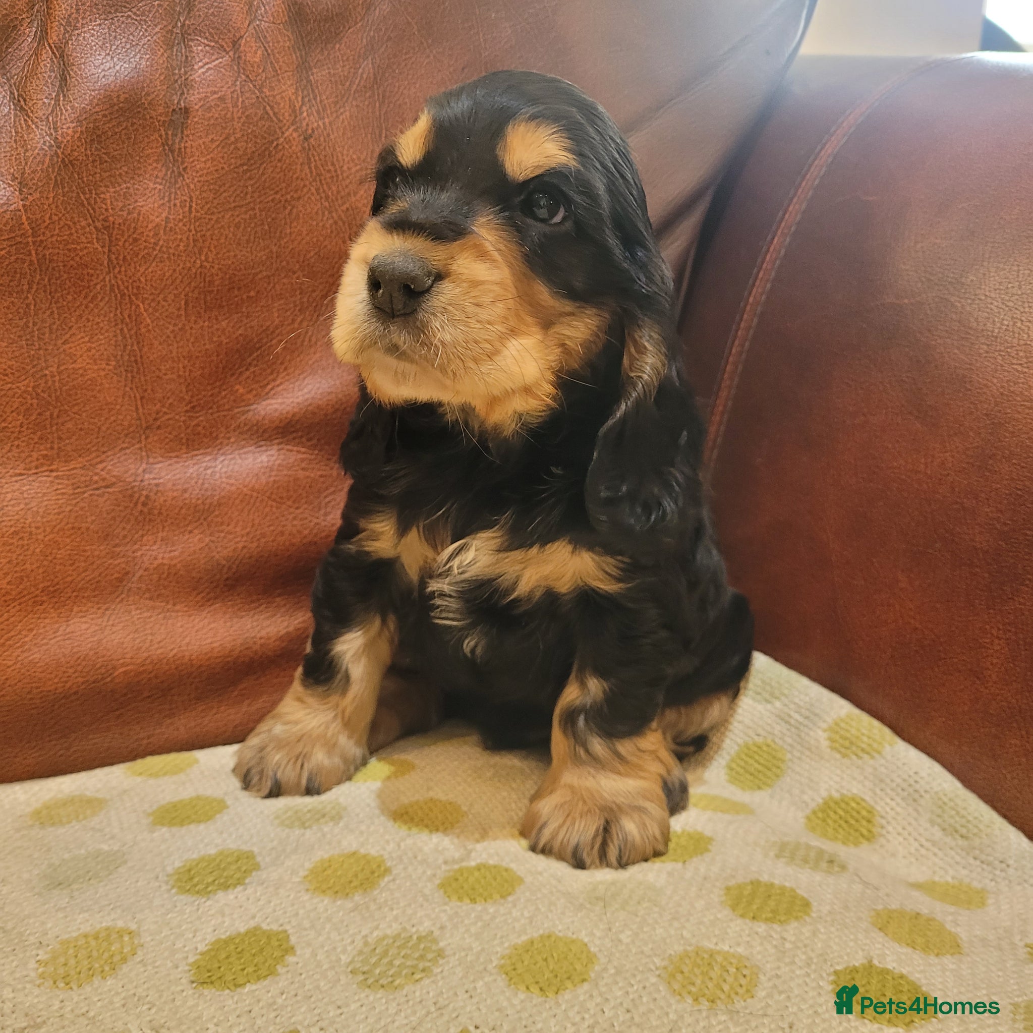 Cocker Spaniel dogs Stunning Show-Type Cocker Spaniel  - Advert 1
