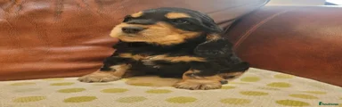 Cocker Spaniel Puppy 1