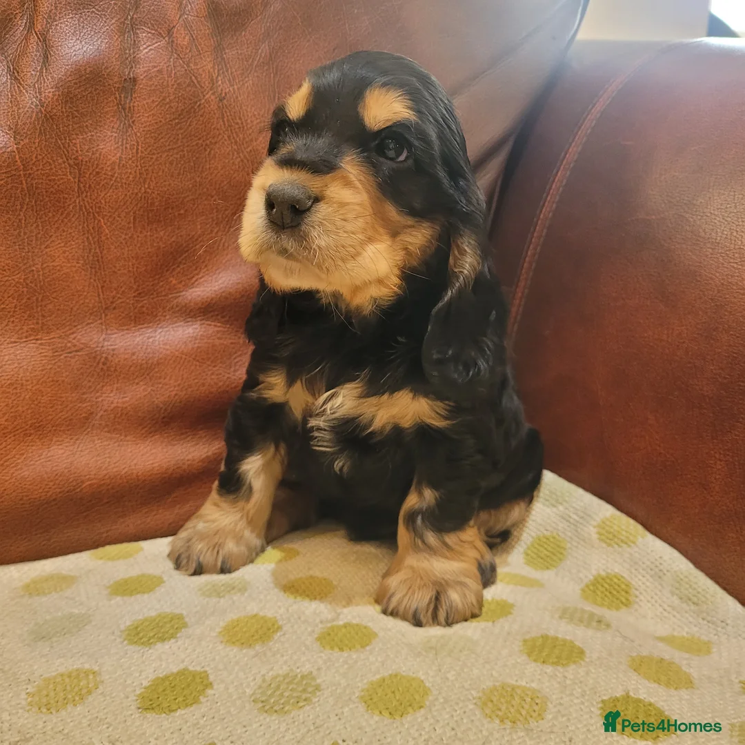 Cocker Spaniel dogs for sale: Stunning Show-Type Cocker Spaniel  - Advert 1