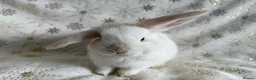 Mini Lop rabbits for sale: Mini Lops Ready To Leave Now - Advert 7