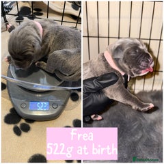Cane Corso Puppy 11