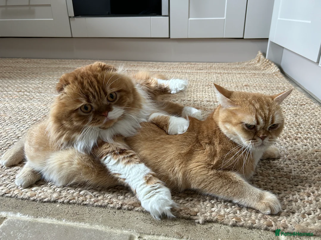 Scottish Fold cats for stud: RoyalOwl Yoshi: Scottish Fold Longhair Stud  in Banbury - Advert 5