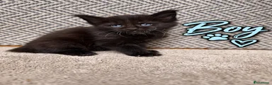 Maine Coon 7