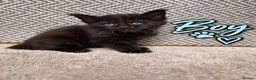Maine Coon cats for sale: Beautiful Baby Maine Coon Kittens - Advert 3