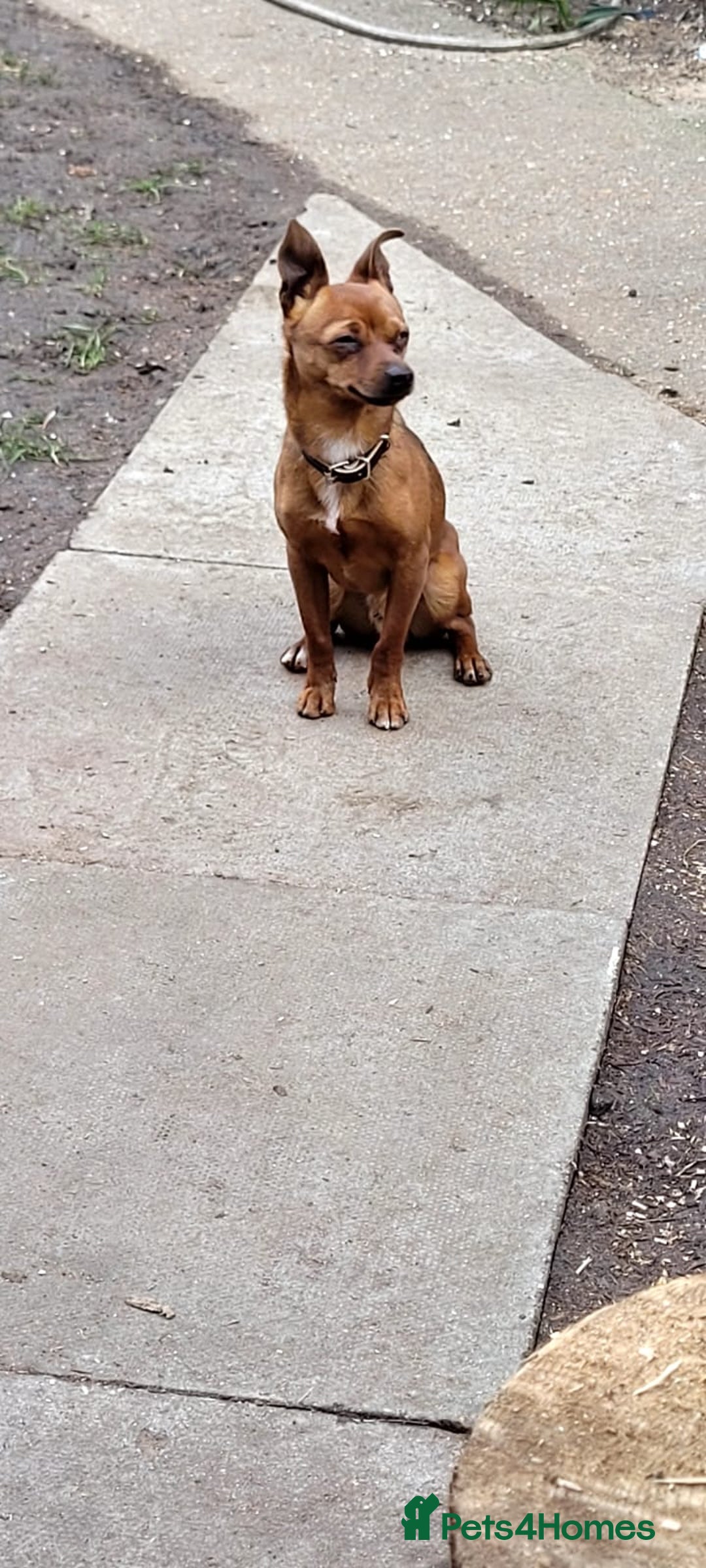 Miniature Pinscher dogs for stud: Beautiful Miniature Pinscher STUD dog - Image 5