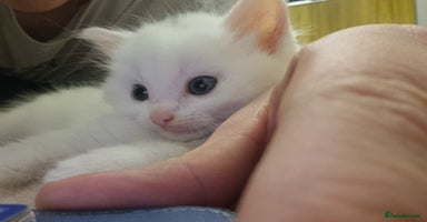 Mixed Breed cats - Advert 6