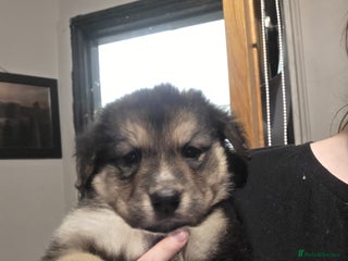 Mixed Breed dogs - Advert 2