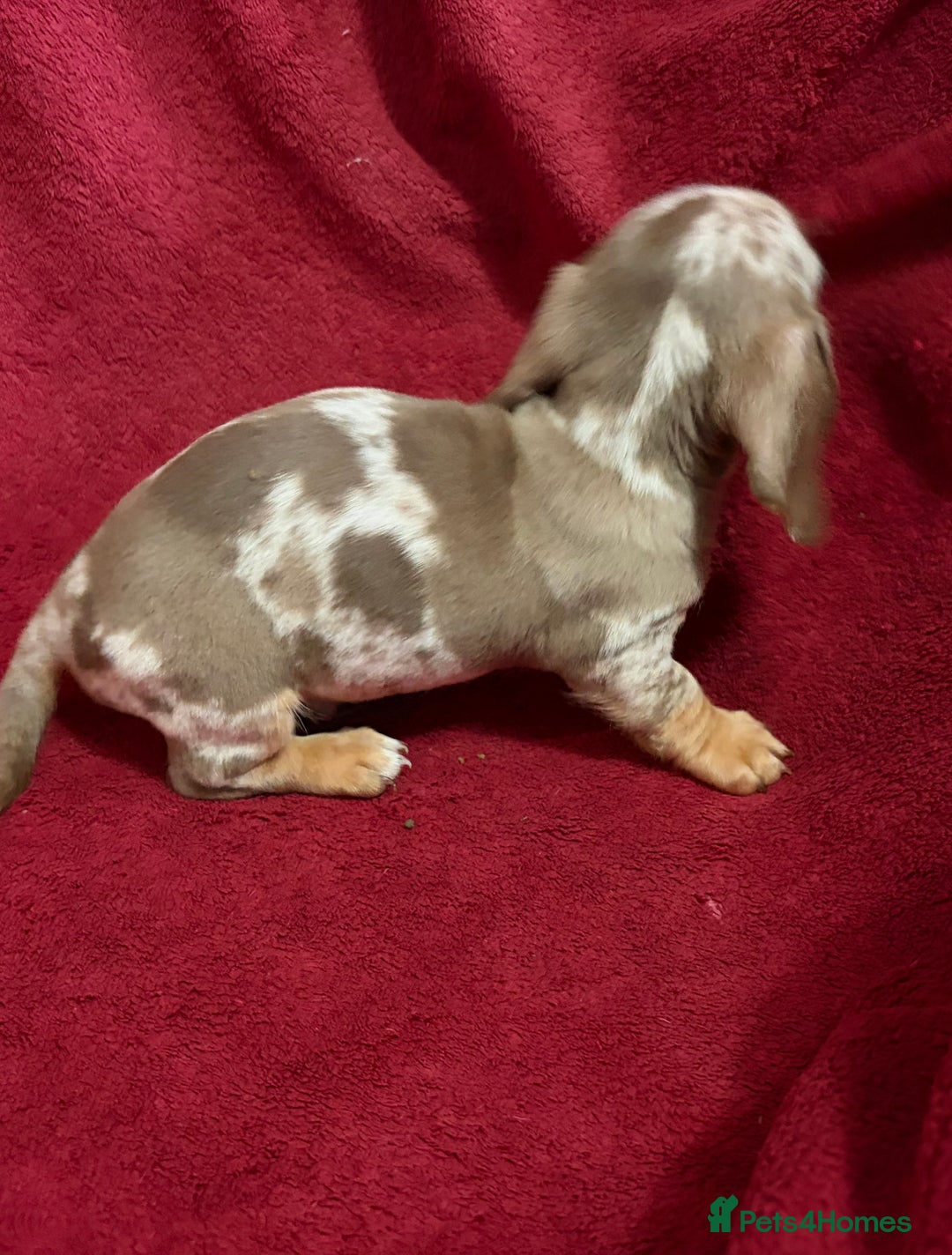 Miniature Dachshund dogs for sale: Stunning Miniature Dachshund Boys 💙 - Advert 17
