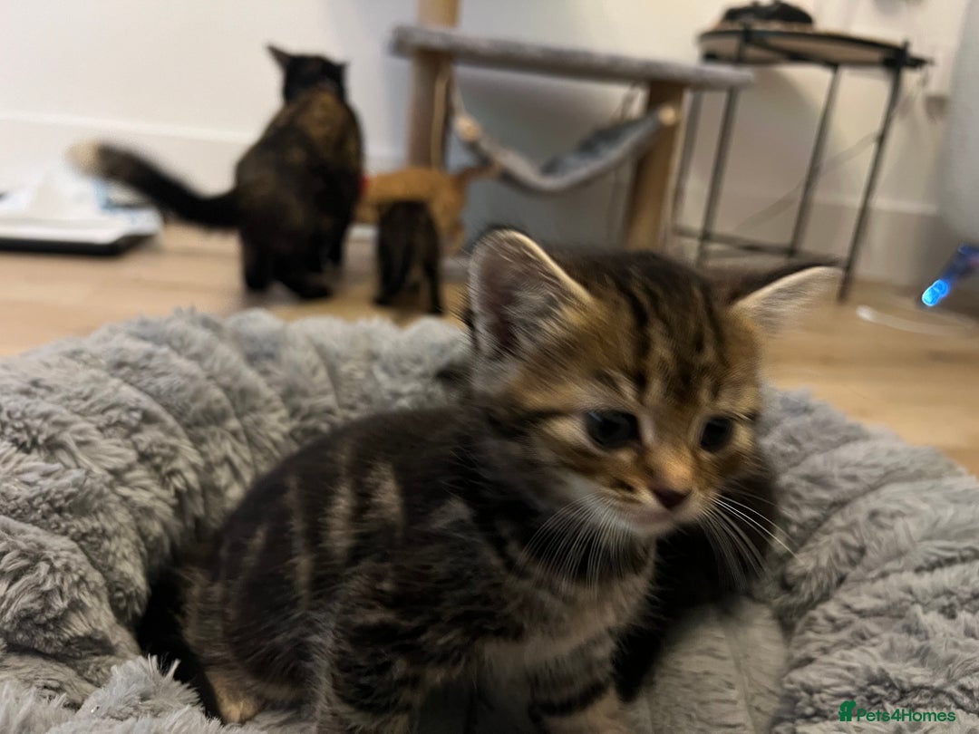 Mixed Breed cats for sale: Litter of 5 kittens - Advert 4