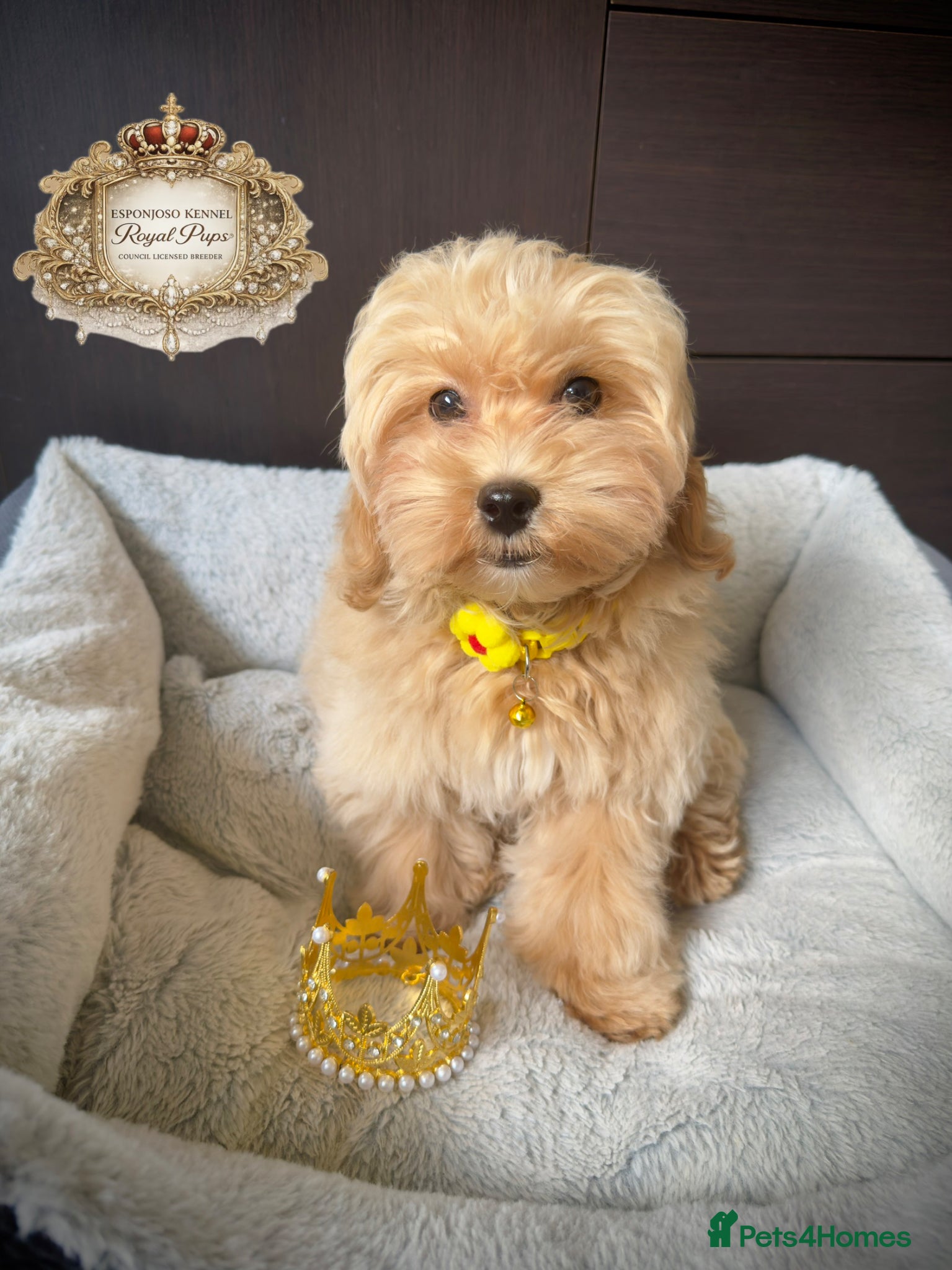 Maltipoo dogs 👑 Last Exquisite Esponjoso Royal maltipoo Boy 👑 - Advert 1