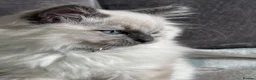 Ragdoll cats for sale: **REDUCED** Beautiful ragdoll kittens for sale  - Advert 7