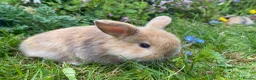 Mini Lop rabbits for sale: Beautiful mini-lop baby rabbits - Advert 7