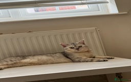 British Shorthair cats for sale: Golden british short hair kittens - Image 14