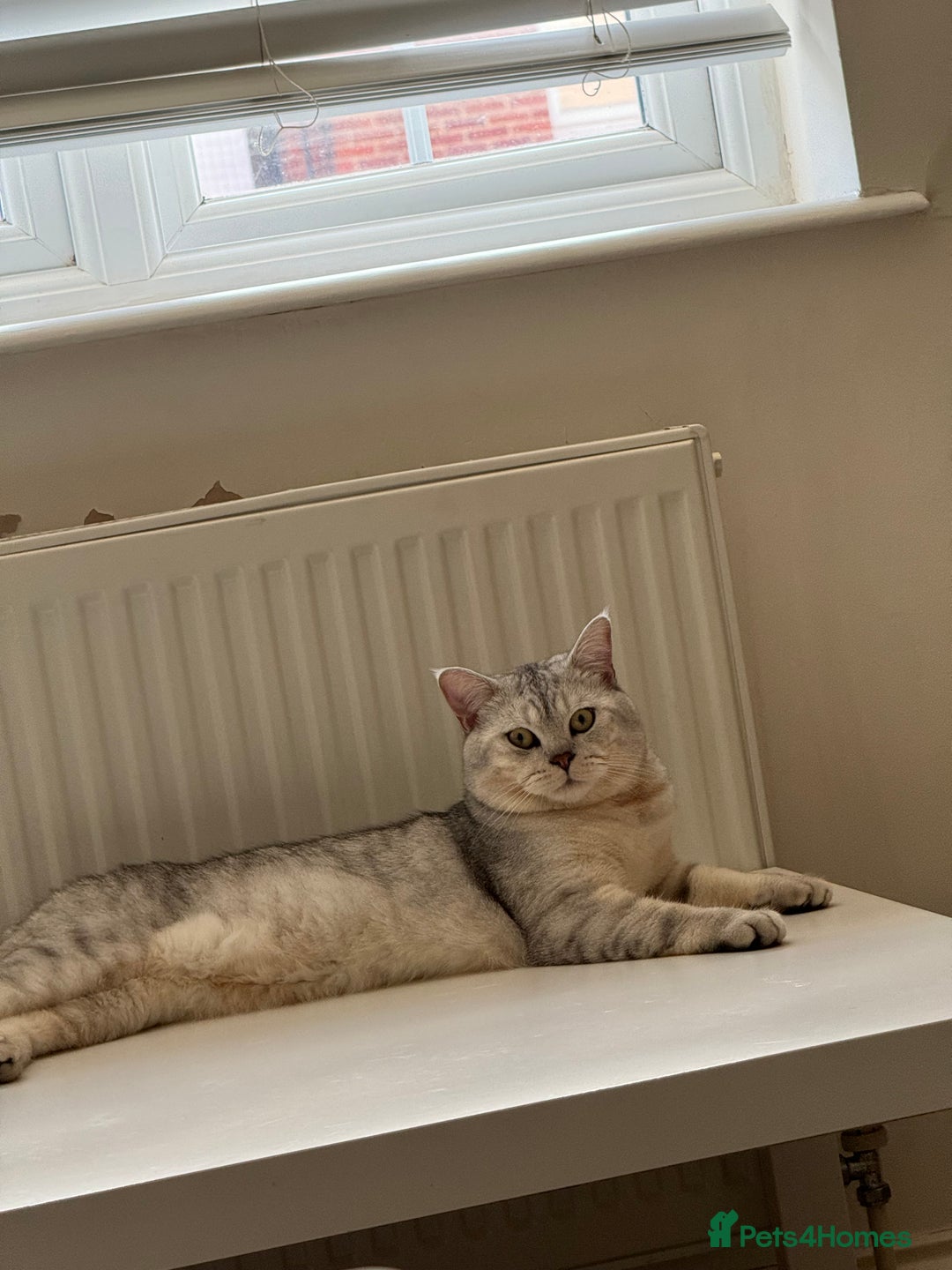 British Shorthair cats for sale: Golden british short hair kittens - Image 14