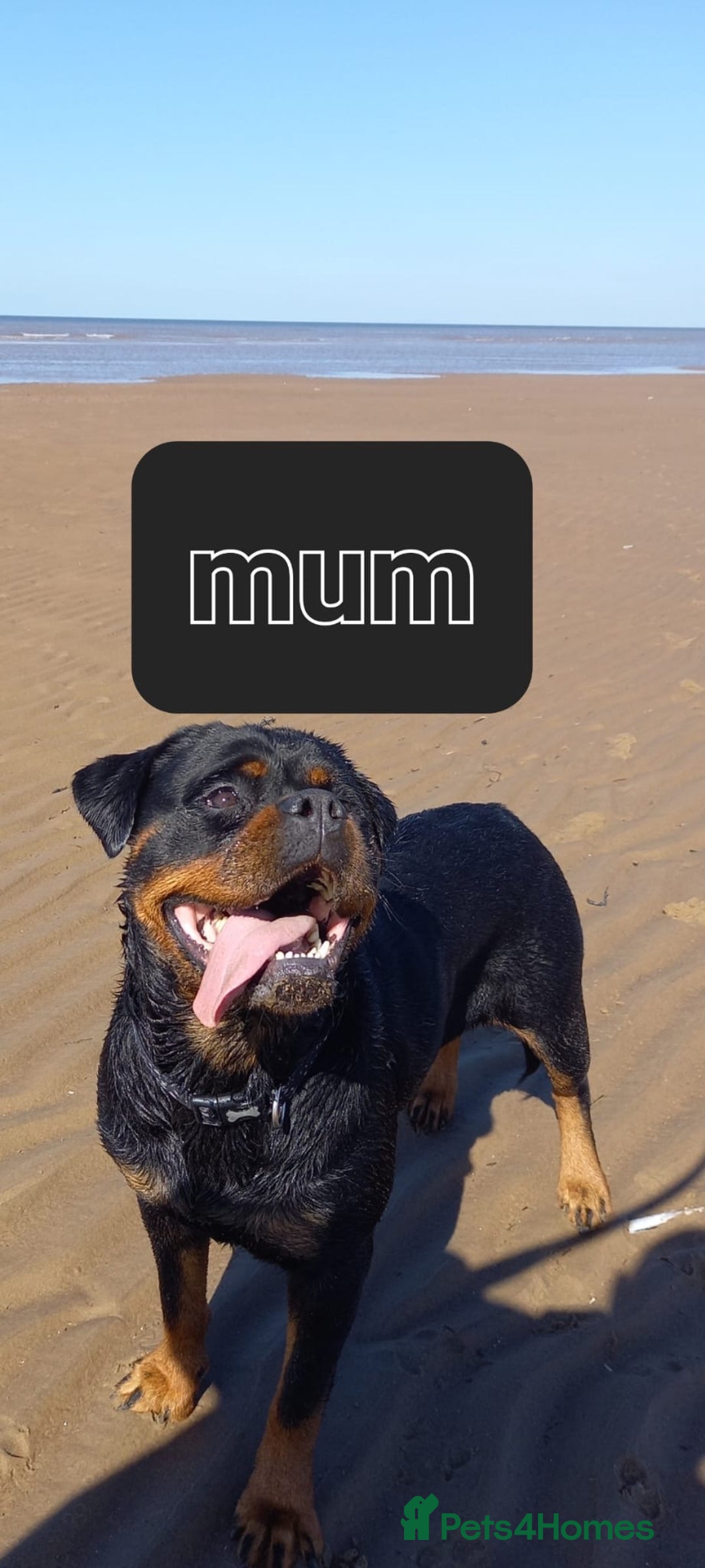 Rottweiler dogs for sale: 11 Chucky Rottweiler puppies for sale  - Image 2