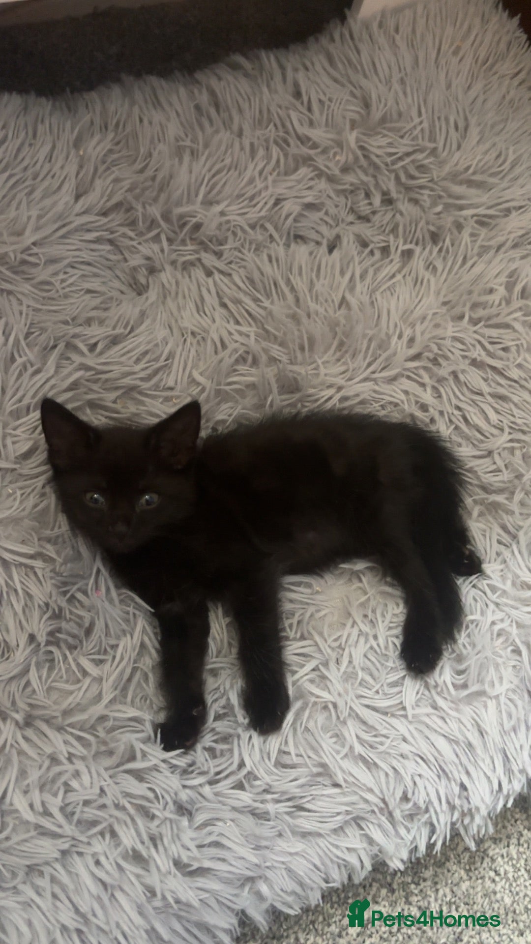 Domestic Shorthair cats Black female kitten remaining  - Advert 1
