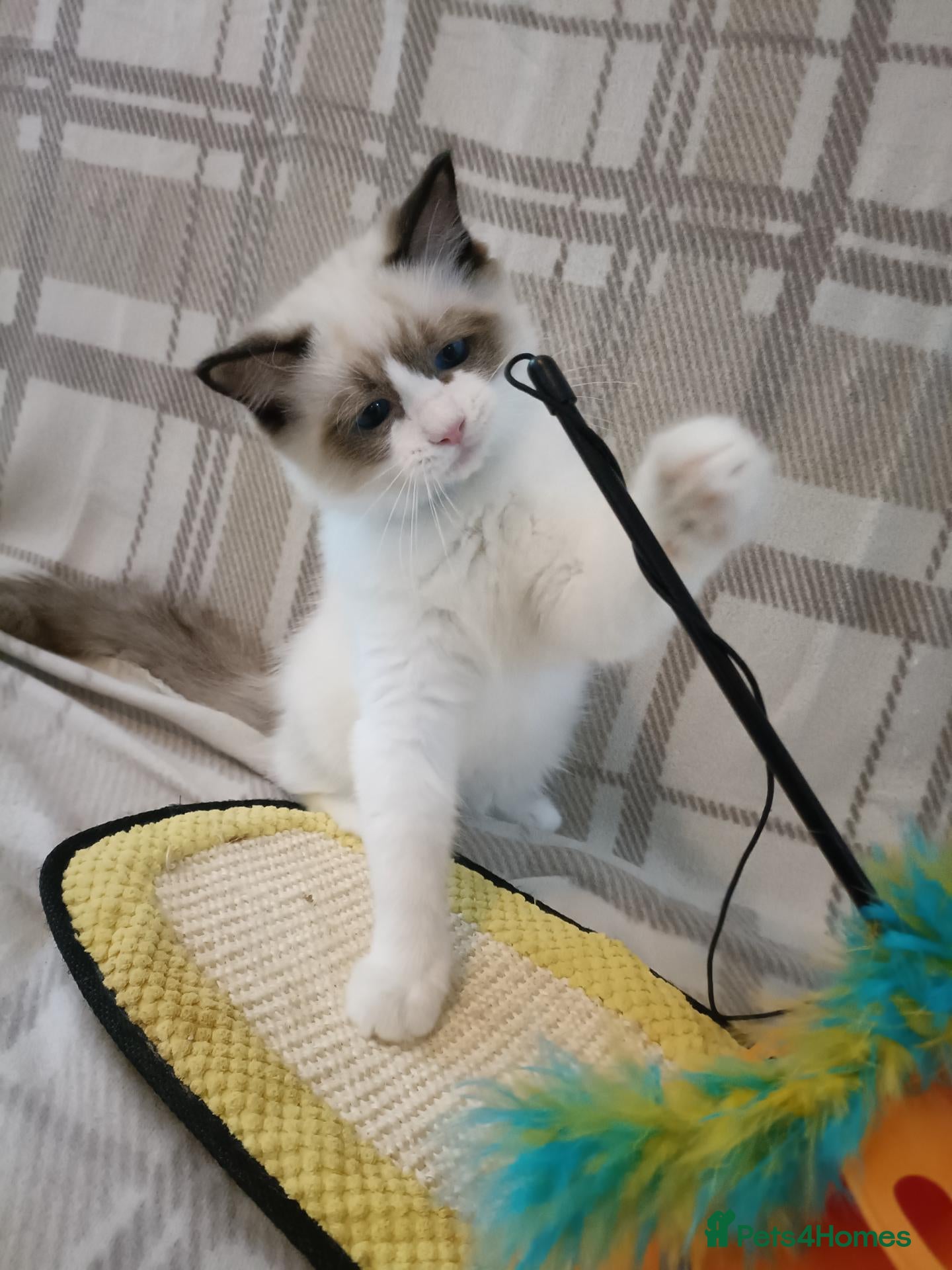 Ragdoll cats Ready active kittens Champion status Dad - Advert 1