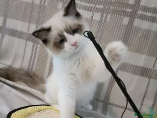 Ragdoll cats Ready active kittens Champion status Dad - Advert 1