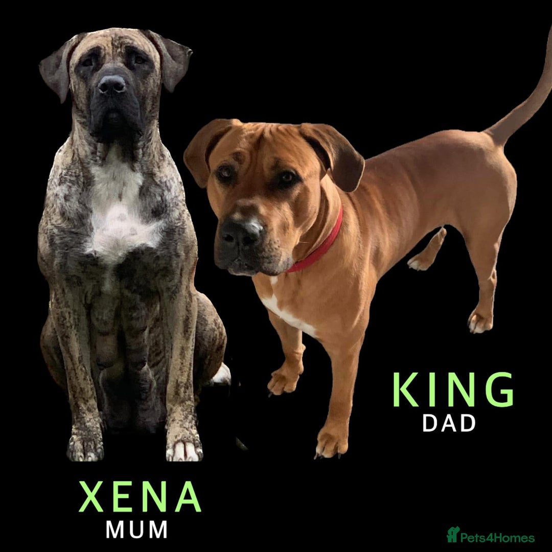 Mixed Breed dogs for sale: Presa Canario x Boerboel Puppies in Bromley - Image 29