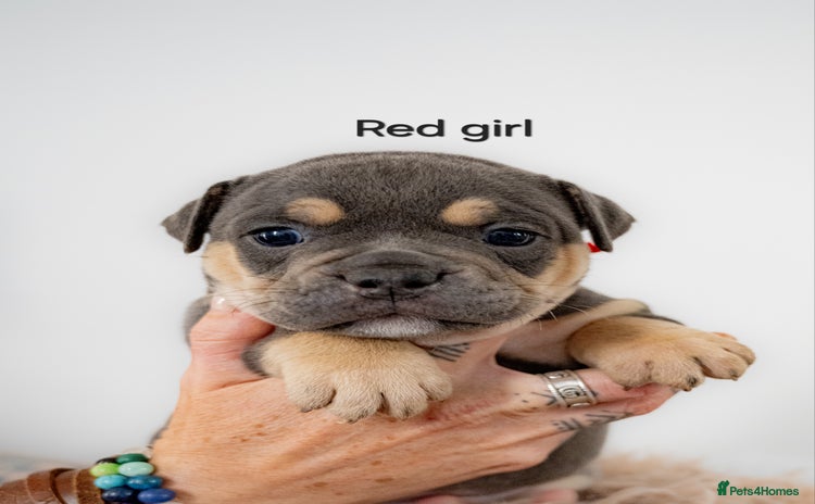 Olde English Bulldogge dogs - Advert 9