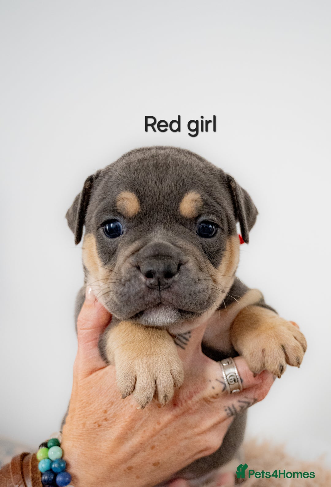 Olde English Bulldogge dogs for sale: Last boy available Olde english bulldog  - Image 14