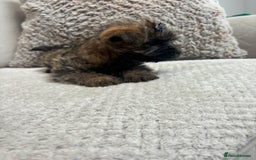 Cairn Terrier dogs for sale: Cairn terrier puppies  - Image 11