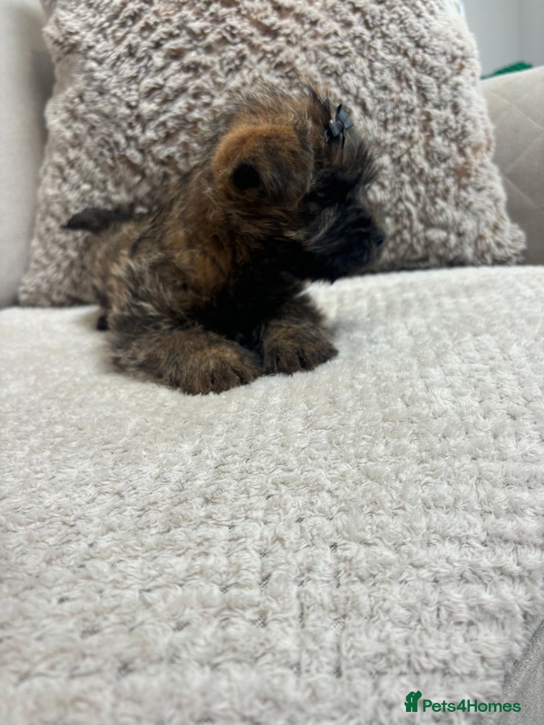 Cairn Terrier dogs for sale: Cairn terrier puppies  - Image 11