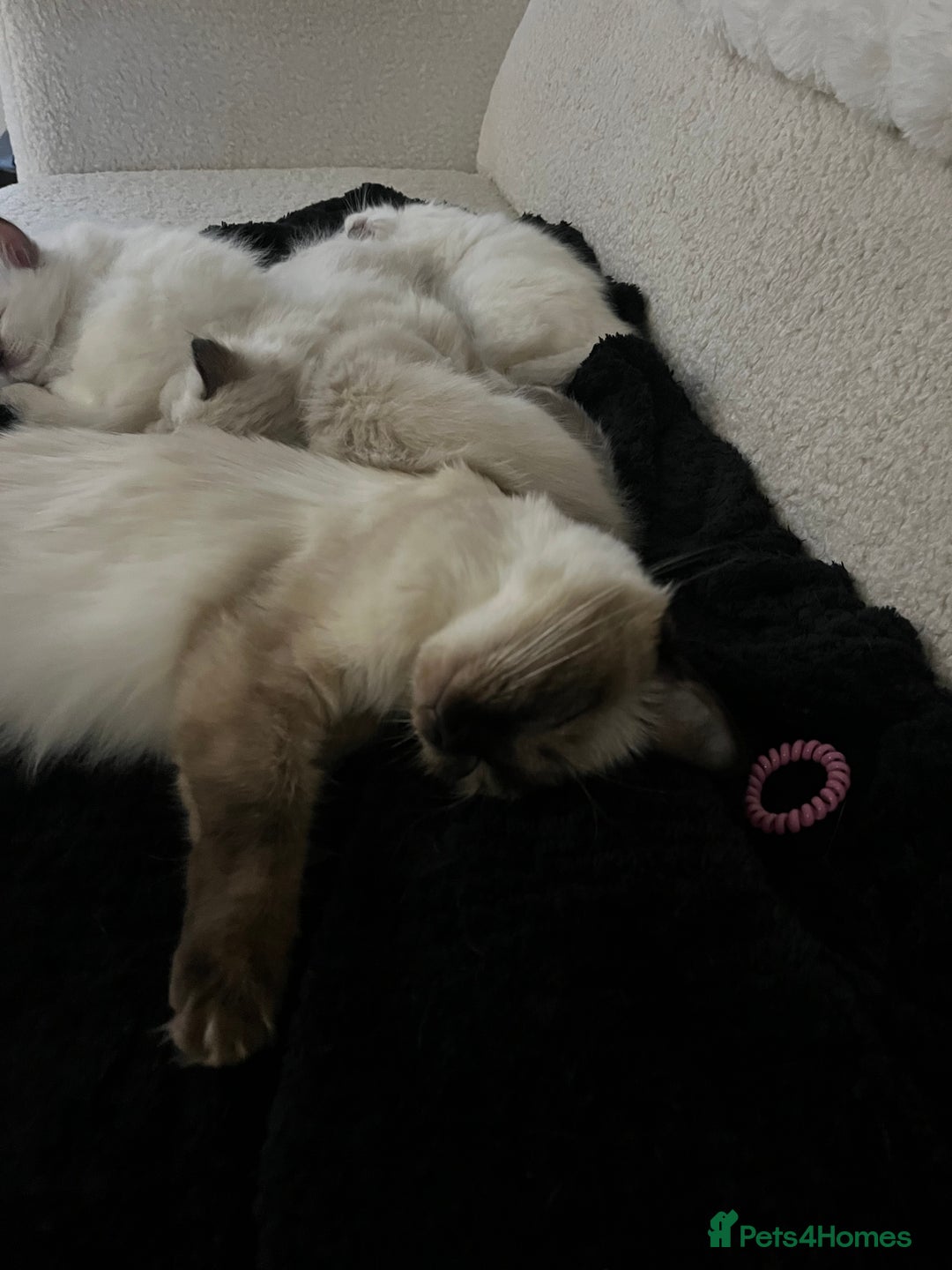Ragdoll cats for sale: Ragdoll female ready 21 Dec - Advert 2