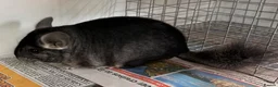 Chinchilla rodents for sale: Bobby, lovely Standard boy - Advert 6
