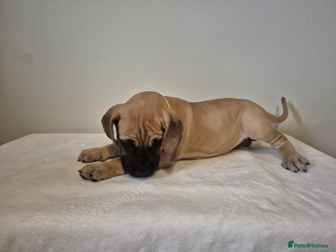 Great Dane dogs for sale: Sire Int Mult Ch Lasa Sta Baluba Del Piccolo Jigo - Image 10