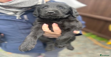 Labradoodle dogs - Advert 6